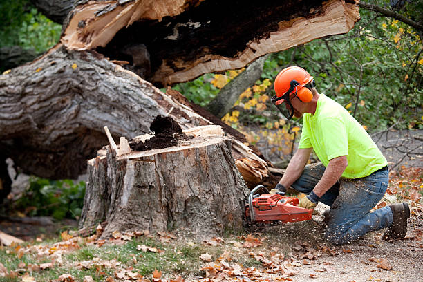 Trusted Monahans, TX  Tree Services Experts